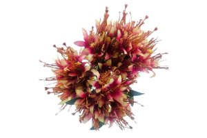 B. LIRIO MINI X18 MARSALA OUTONO CREME 32CM REF-42989008