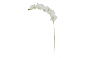 H.CRQUIDEA PHALANOPSIS C/COAT MICROP REF-42330008