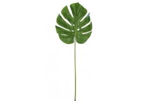 C.FOLHA COSTELA DE ADAO REAL TOQUE VERDE 84CM