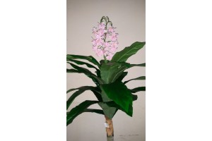 A. FLOR X17 ROSA CLARO 1,1M REF-42727002