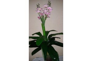 A. FLOR REAL TOQUE X21 ROSA 90CM REF-39262002