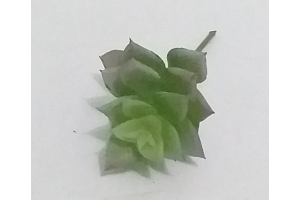 PICK SUCULENTA JADE VERDE OUTONO REF-50252-243