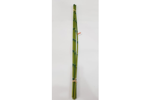 C.BAMBOO AMARRADO C/FITA X6 VERDE 75CM REF-29013001