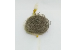 MUSGO PQ NATURAL 40G REF-663-099